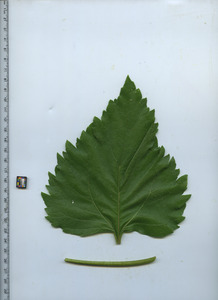 leaftop