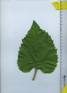 leaftop