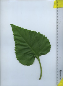 leaftop