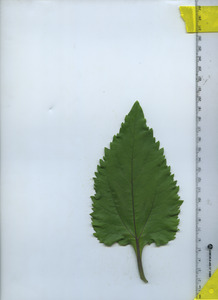 leaftop