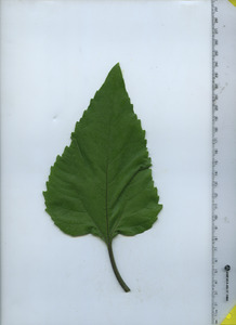 leaftop