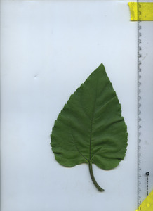 leaftop