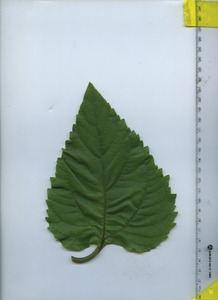 leaftop