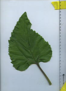 leaftop