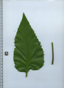 leaftop