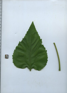 leaftop