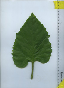 leaftop