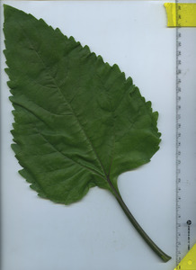 leaftop