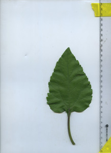 leaftop