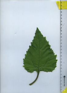 leaftop
