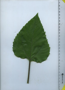 leaftop