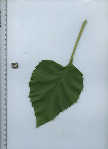 leaftop