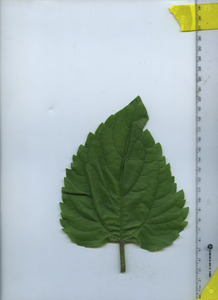 leaftop