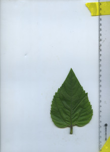 leaftop
