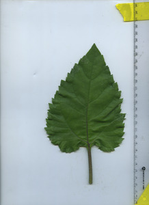 leaftop