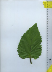 leaftop