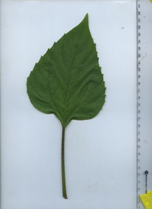 leaftop