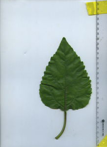 leaftop