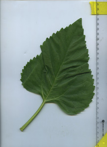 leaftop