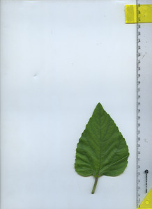 leaftop