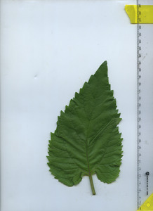 leaftop