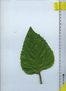 leaftop