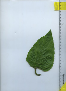 leaftop