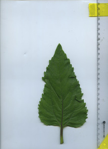 leaftop