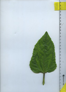 leaftop