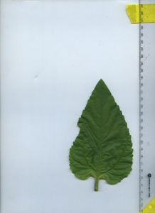 leaftop