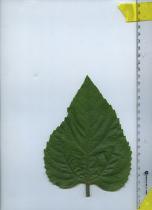 leaftop