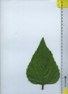 leaftop