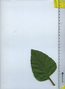 leaftop