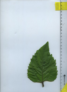 leaftop