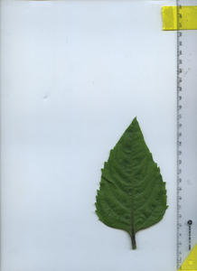 leaftop