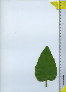 leaftop