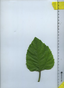 leaftop