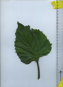 leaftop