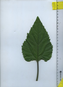 leaftop