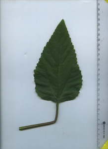 leaftop