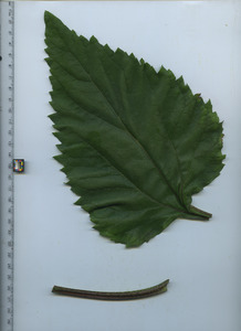leaftop
