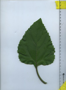leaftop