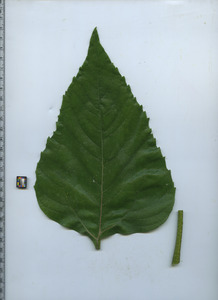 leaftop