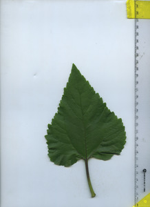 leaftop