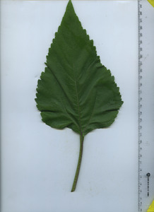 leaftop