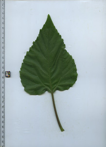 leaftop