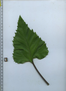 leaftop