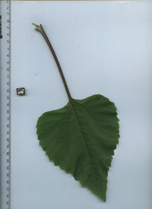 leaftop