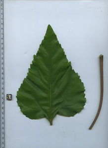 leaftop