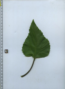 leaftop